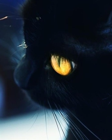 奥拉星之生与死之间的量子猫