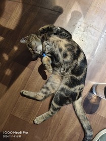 元素巨龙：天地传奇