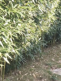 大佬的心尖宠狠狠爱