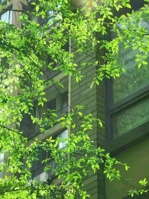 春末已过，月光再无