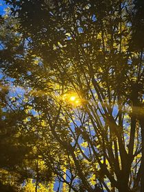 忘忧草：莫比乌斯环：克莱因蓝