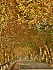 末了凡神波红鸾