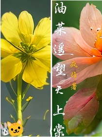 油菜遥望天上棠