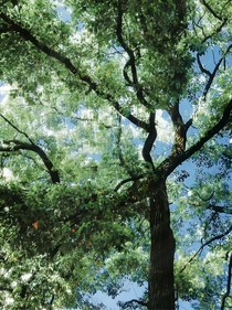 天青色在等烟雨