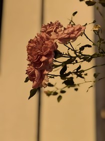 重活一世我要把脑洞写完