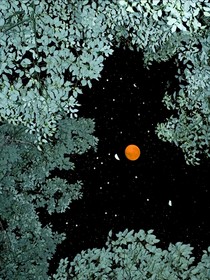 废土吸血鬼日志