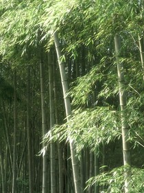 TNT：与你初见时