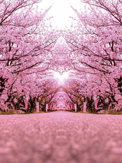 凹凸世界之创世神与嘉德罗斯的故事