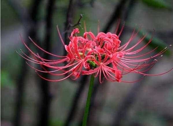 小花仙之惨遇人生